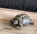 Horsfield : Male approx 14 years old (Steve)